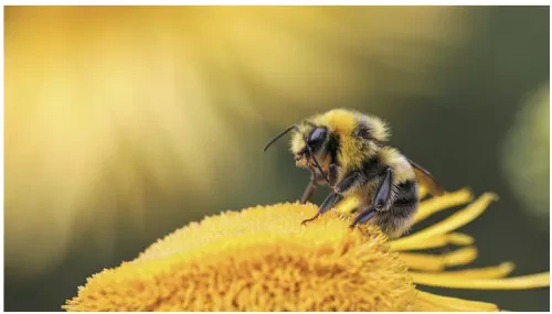 Macro shot of a bee on a bright yellow flower, representing prosperity through nature and sustainable growth.
